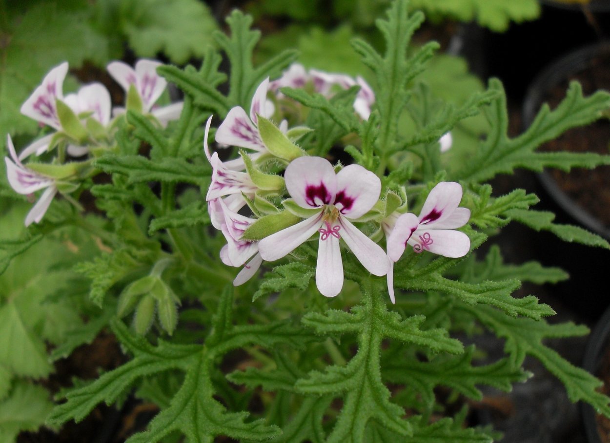 Герань душистая лимонная