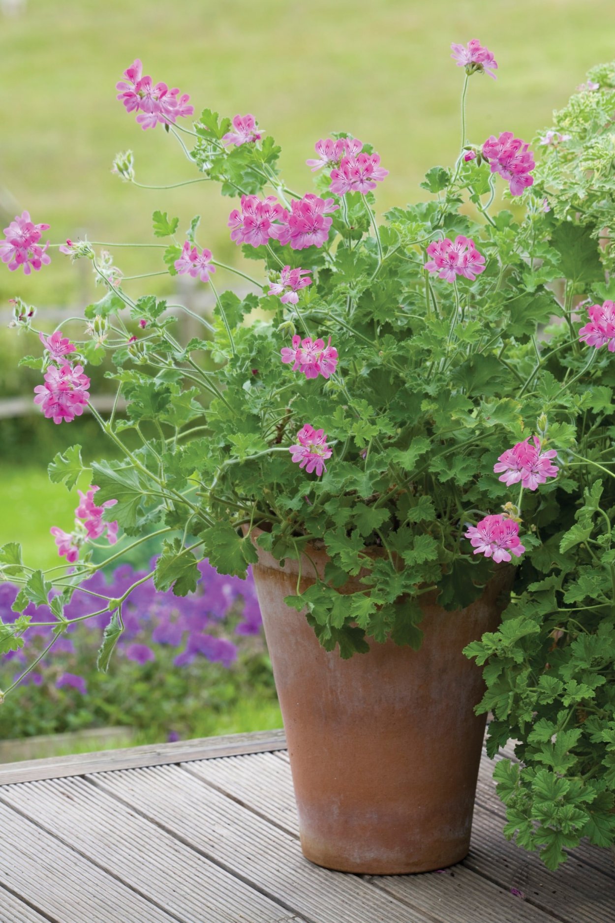 Душистая герань растет на ниточке