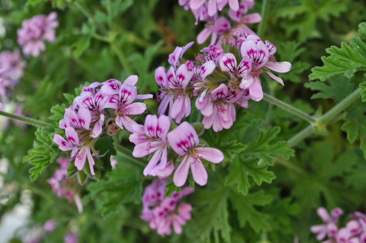 Пеларгония душистая Candy Dancer