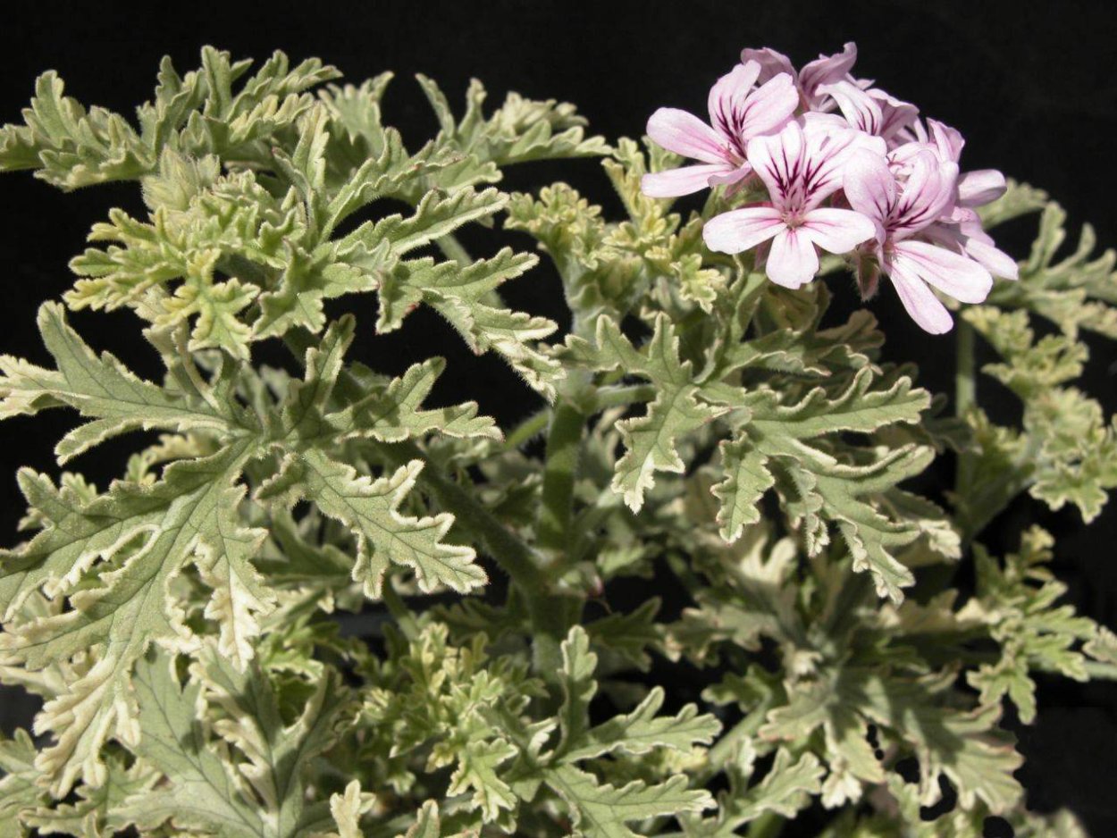 Пеларгония герань душистая