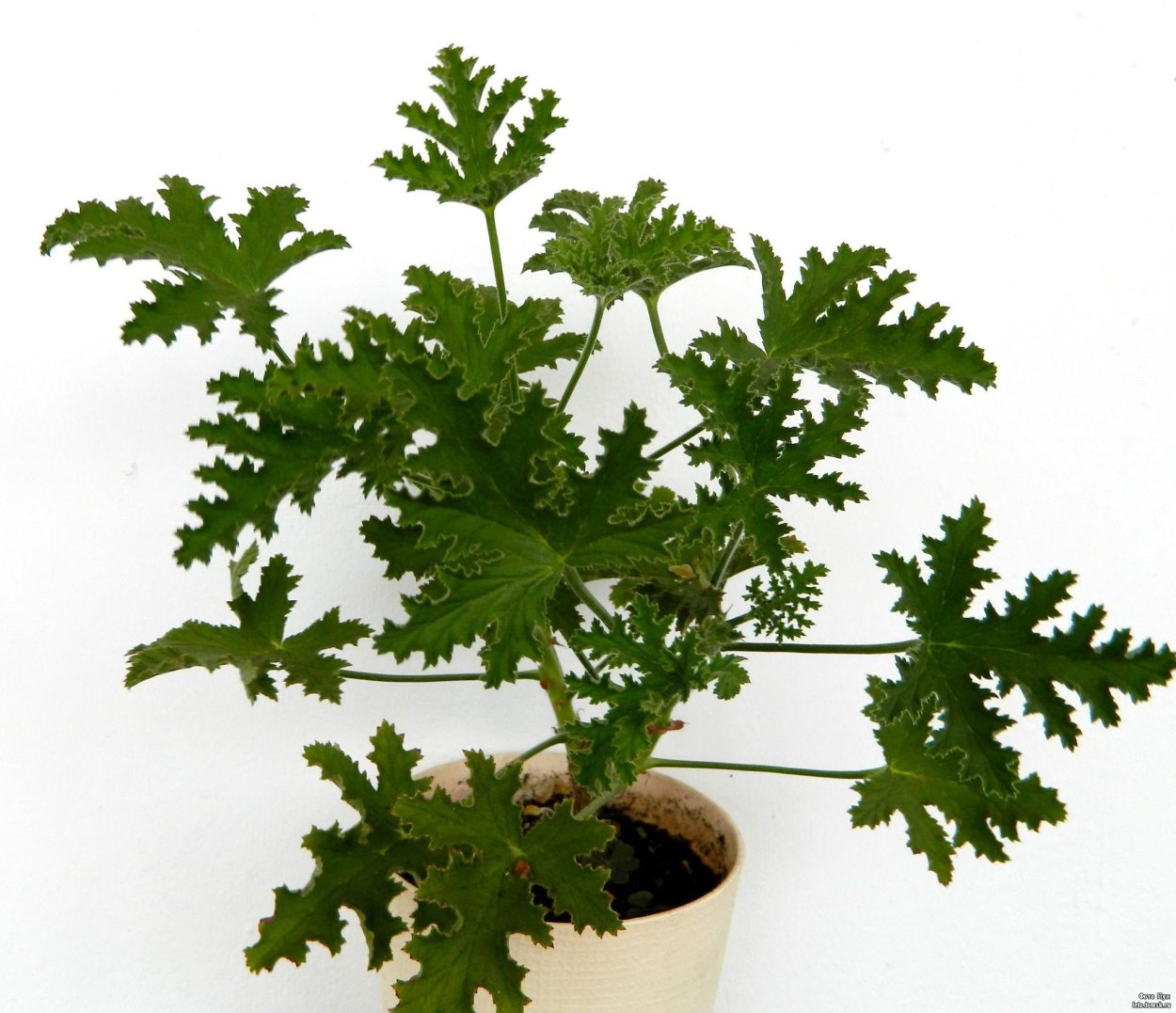 Пеларгония душистая лимонная