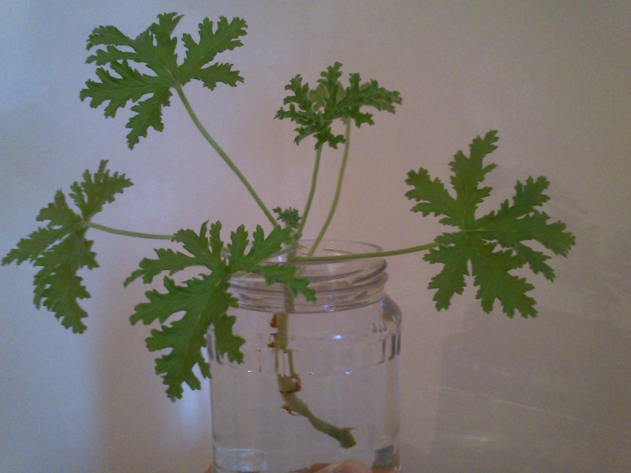 Герань душистая лимонная