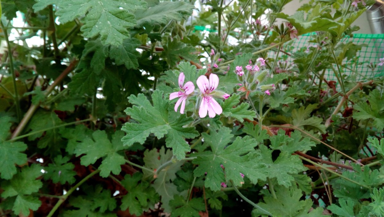 Пеларгония Гравеоленс