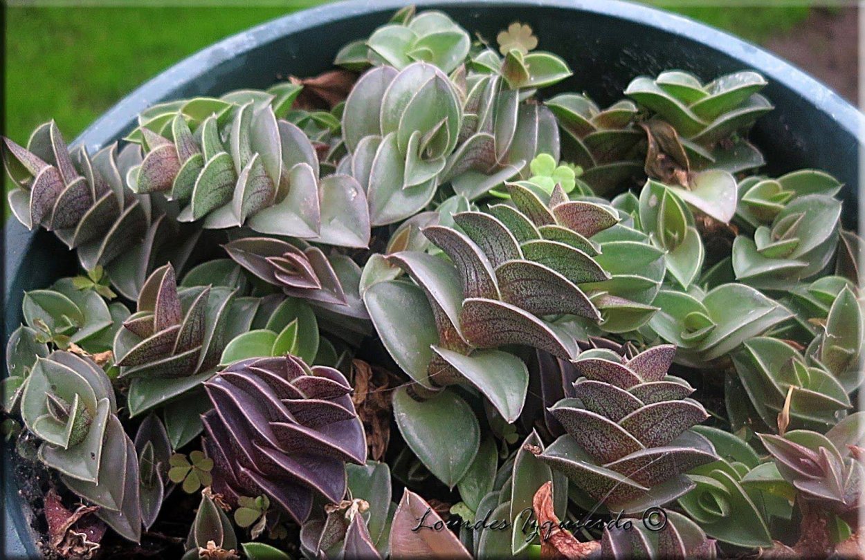 Традесканция ладьевидная (Tradescantia navicularis)