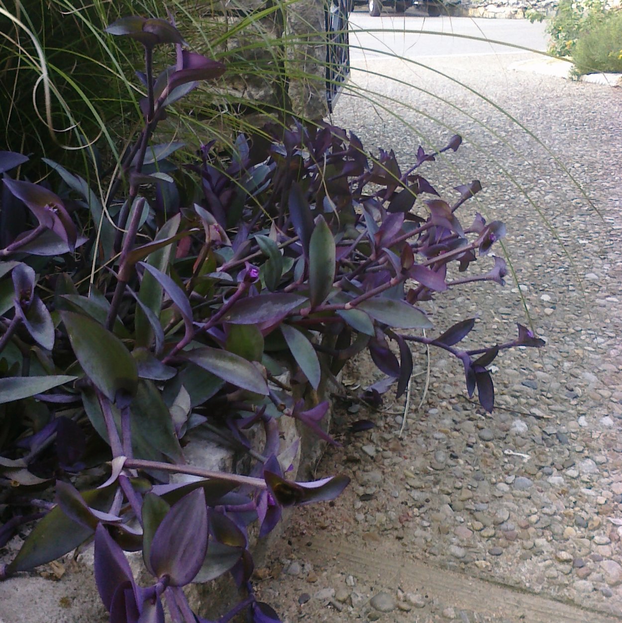 Традесканция зебрина ДИСКОЛОР