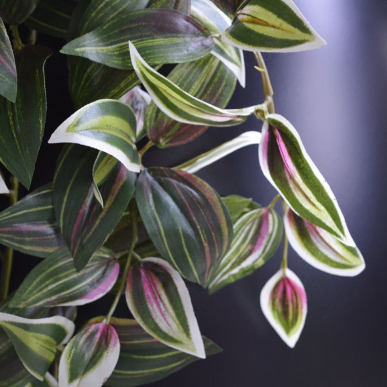 Традесканция Ivory Purpur