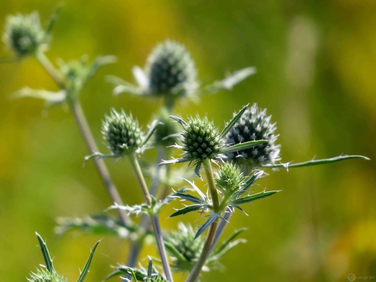 Бурьян трава