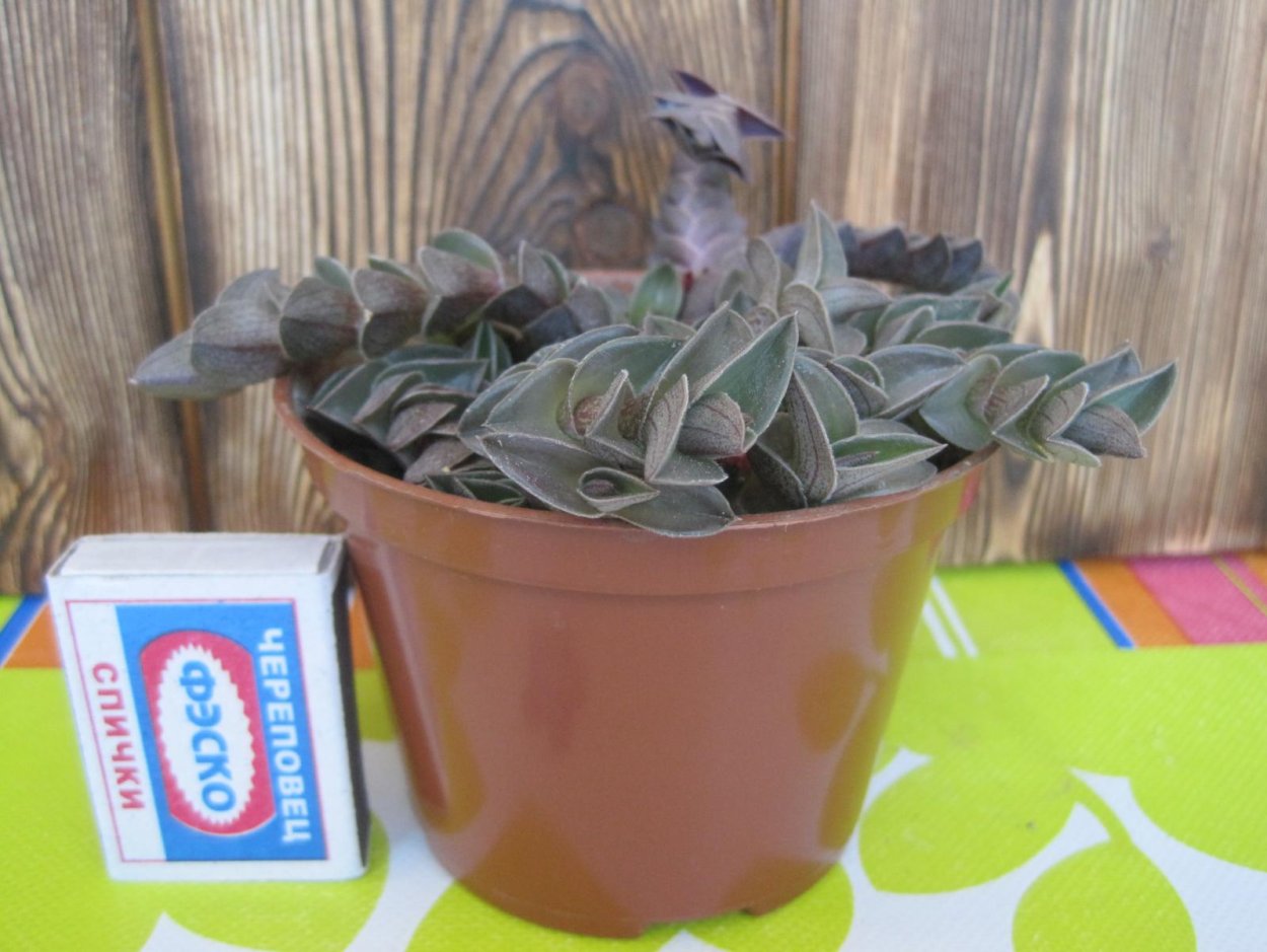 Традесканция Флуминенсе зебрина