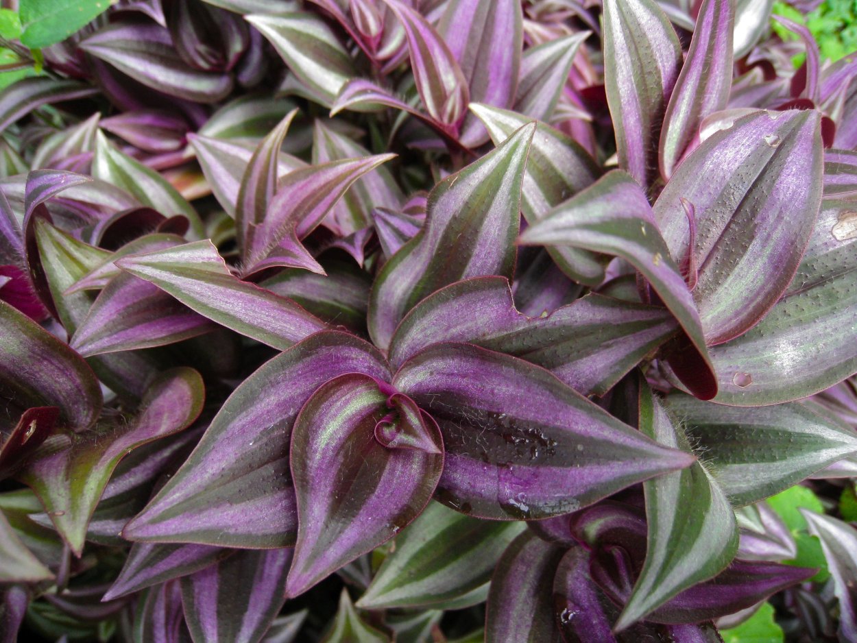 Традесканция Рео Ладья Моисея