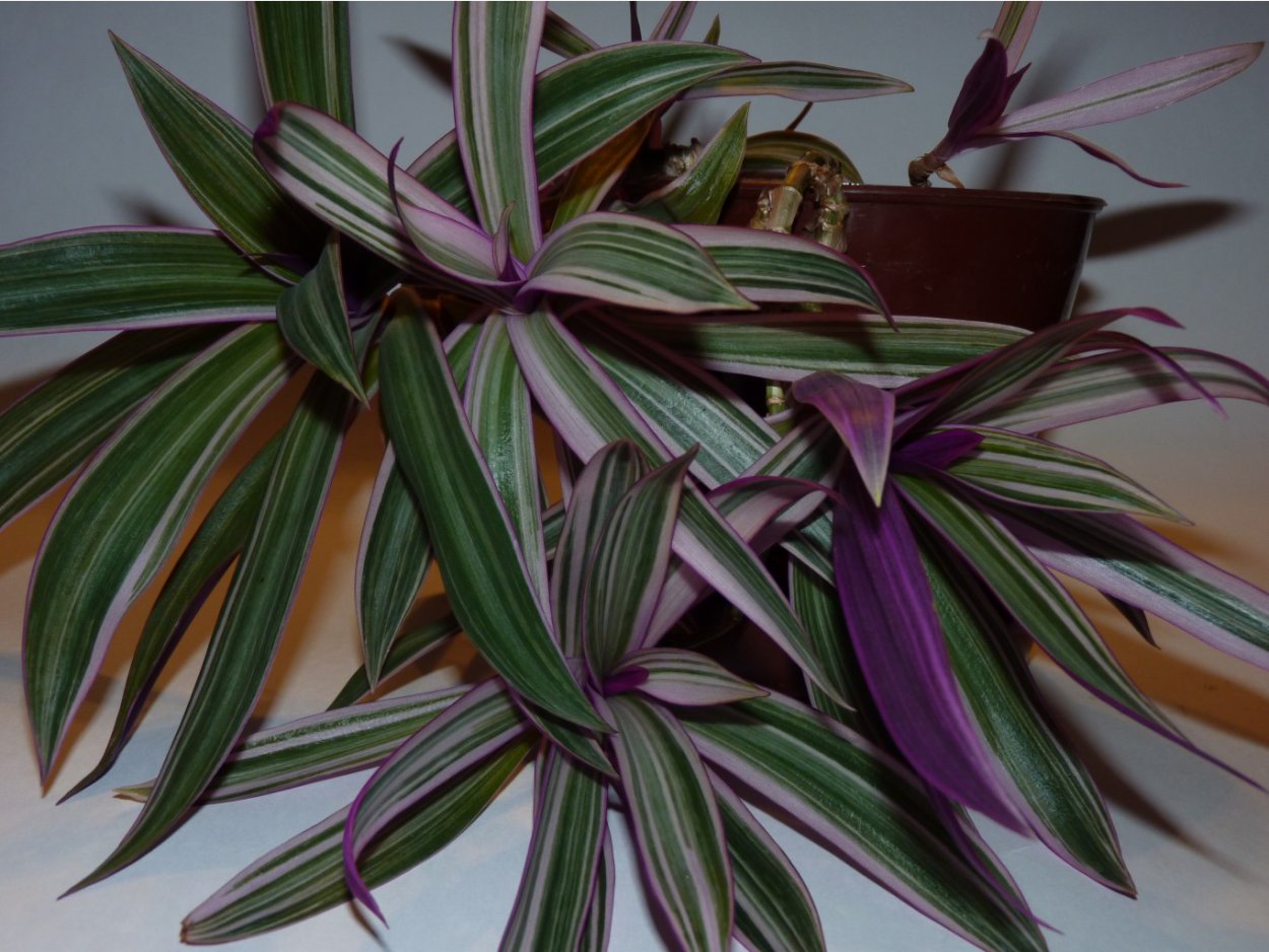 Традесканция сеткреазия