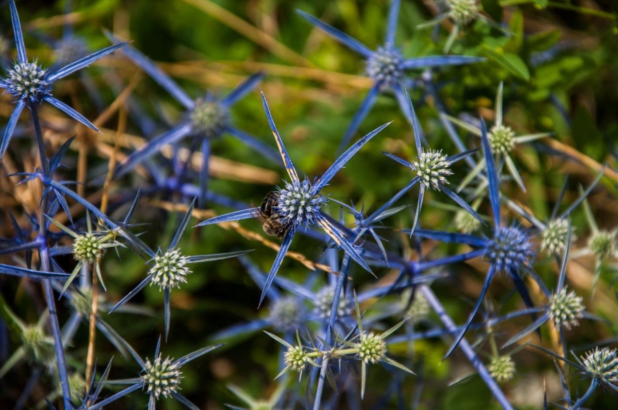 Сорняк с колючками с голубыми цветочками