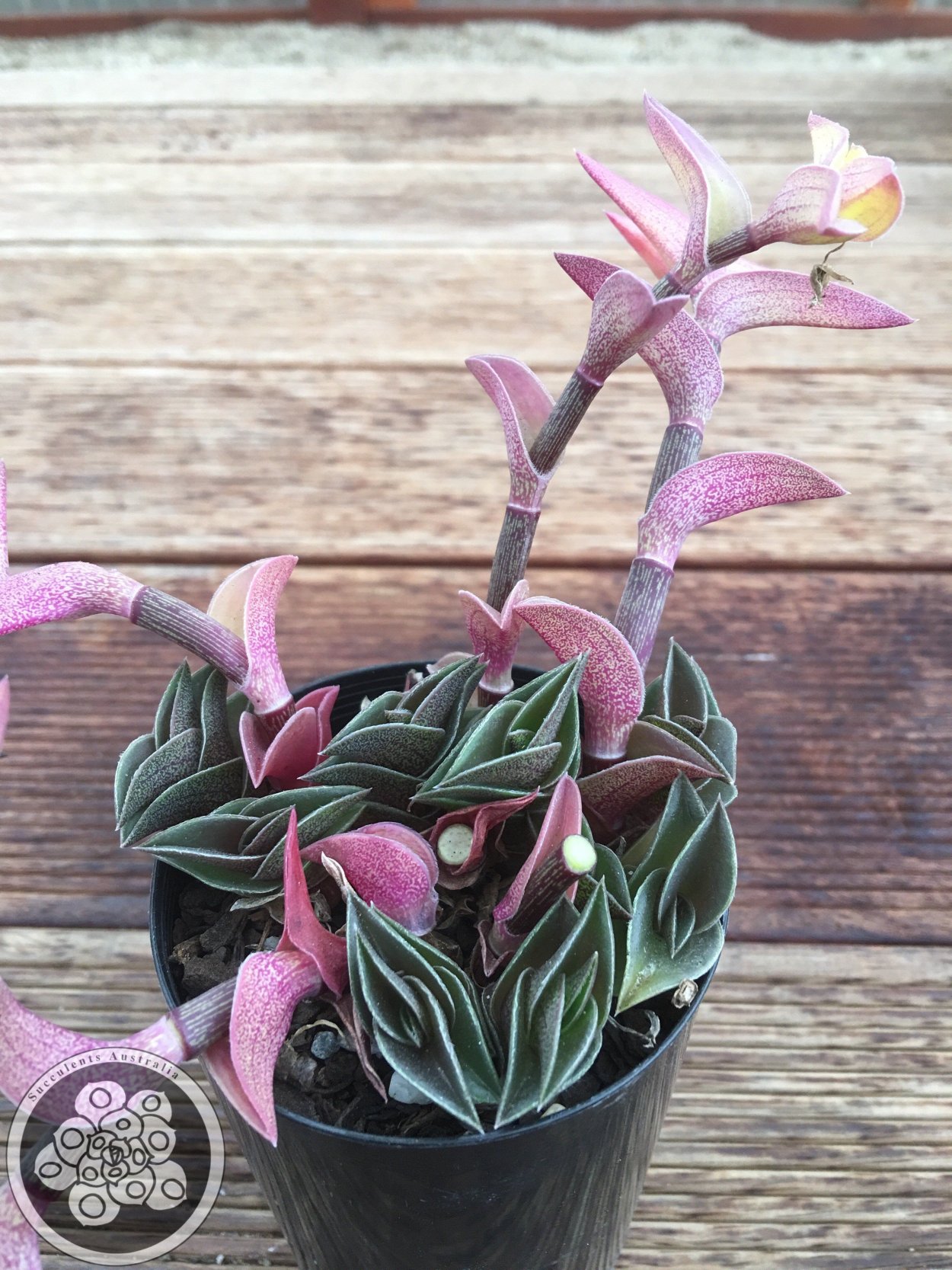 Традесканция зебрина