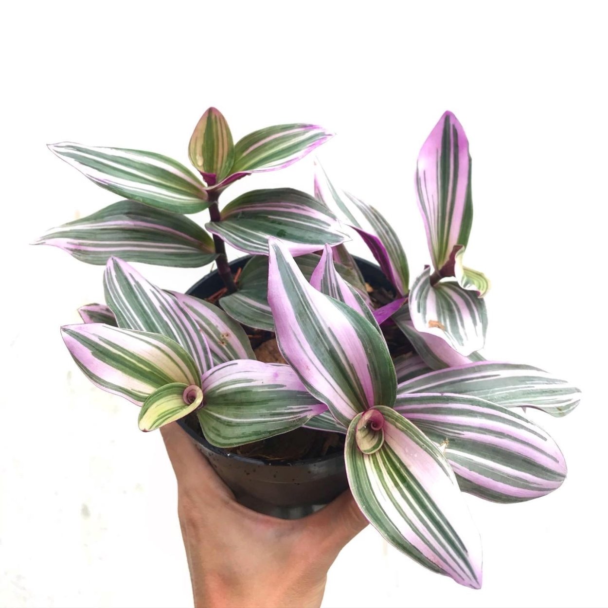 Традесканция Пурпл Харт