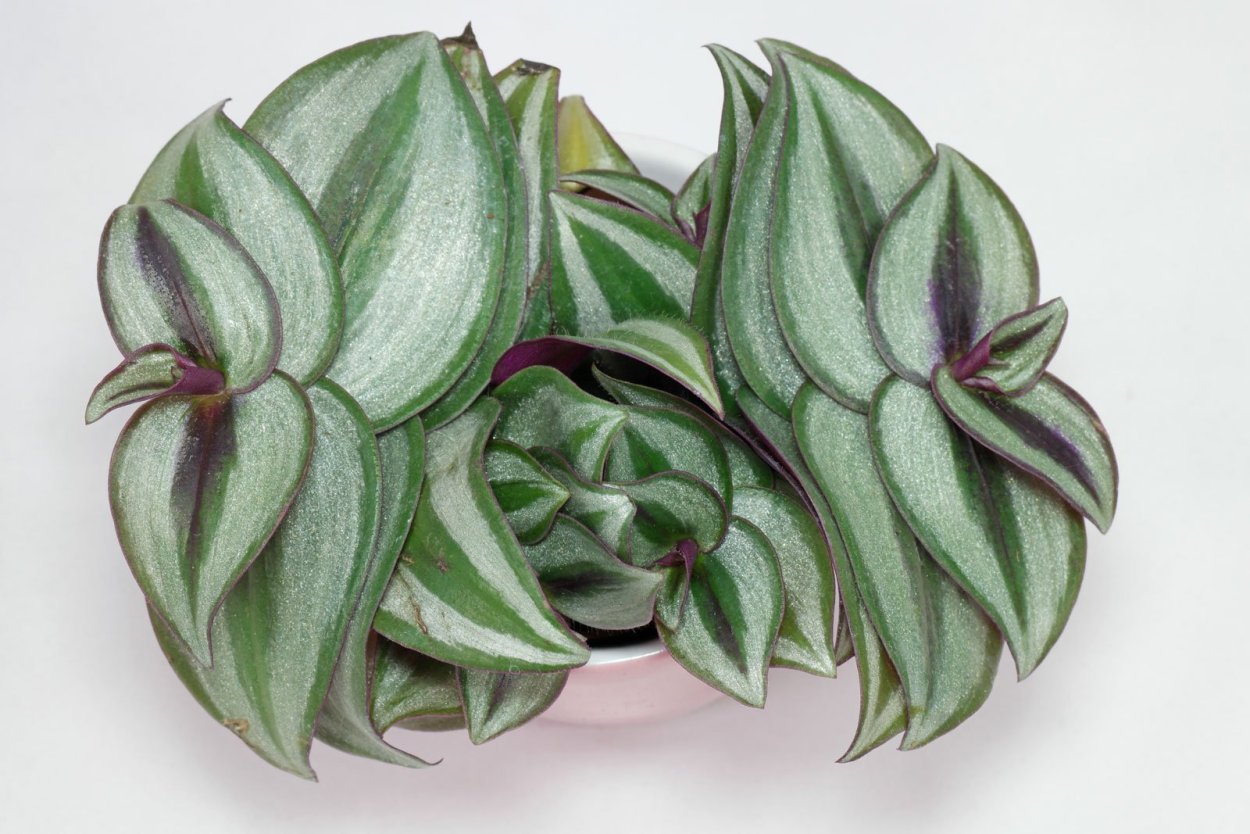 Традесканция навикулярис