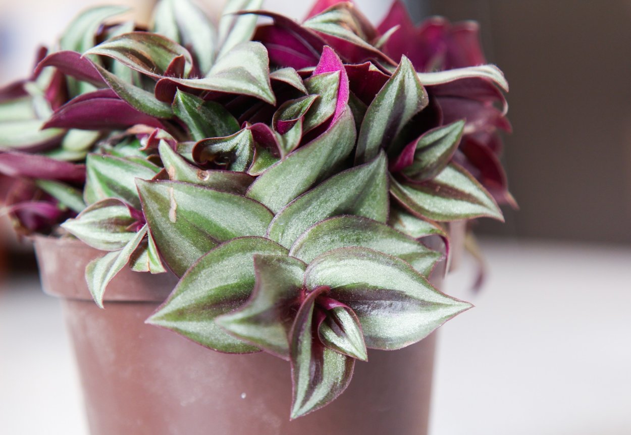 Традесканция ладьевидная