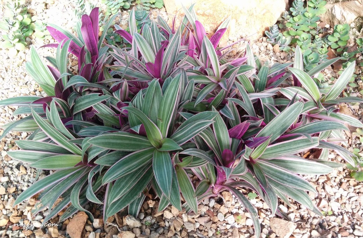 Традесканция Конкорд грейп