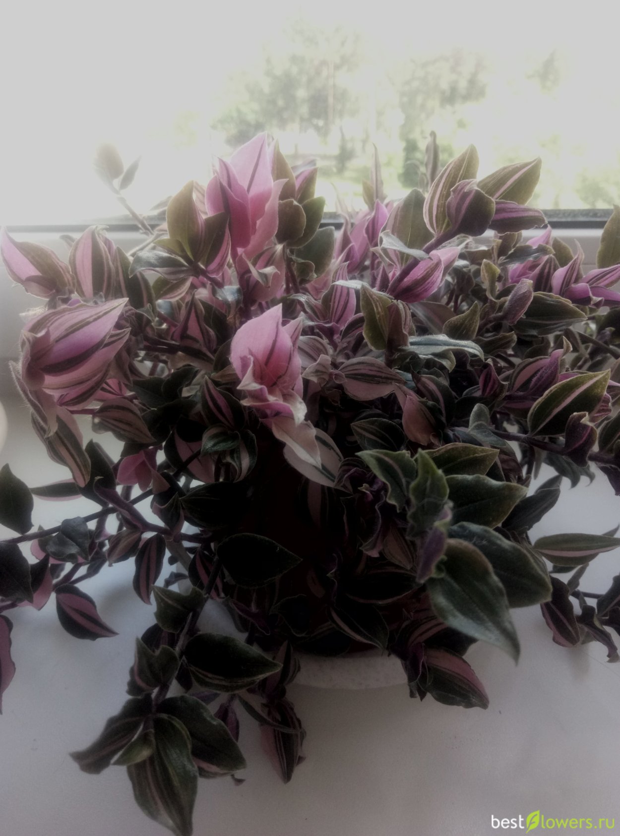 Рео фиолетовый