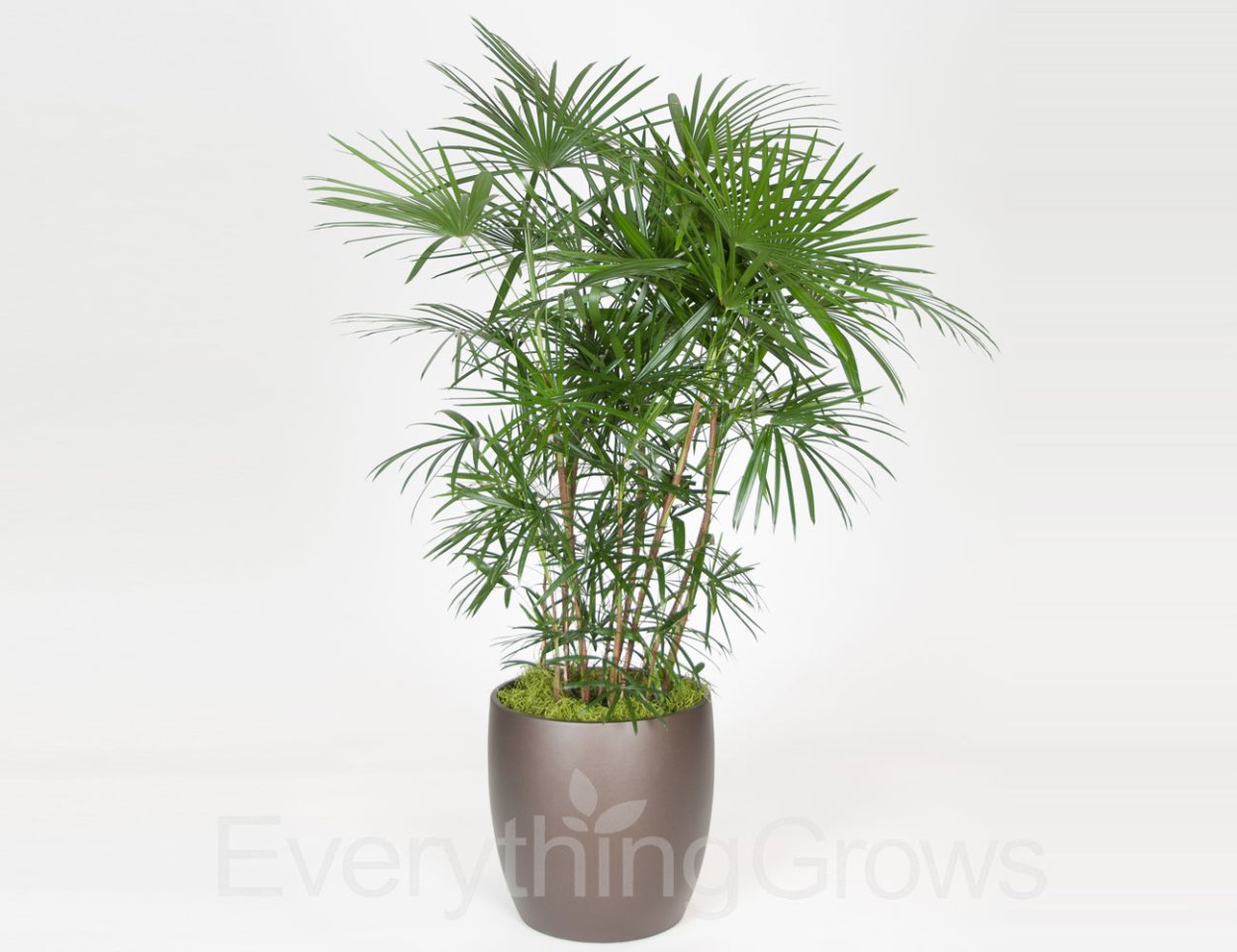 Бамбуковая Пальма Рапис