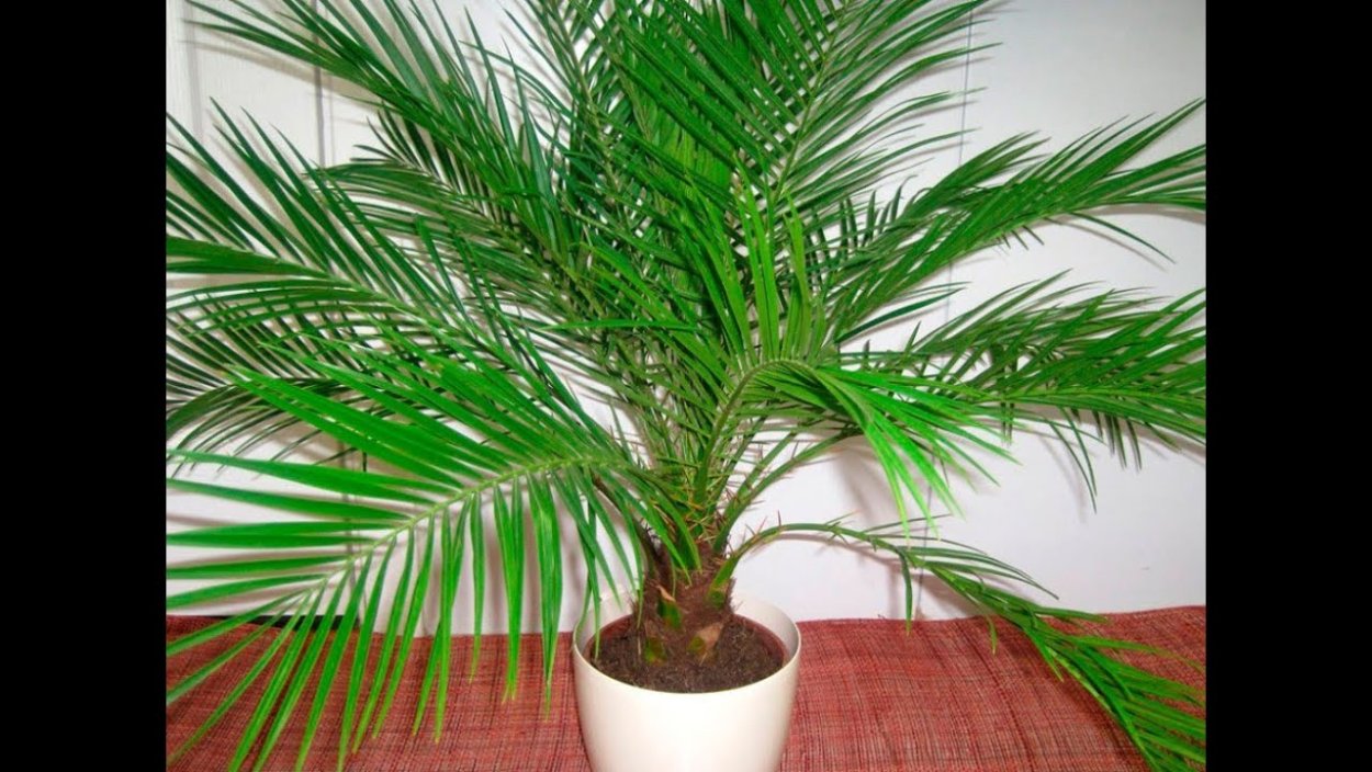 Финиковая Пальма