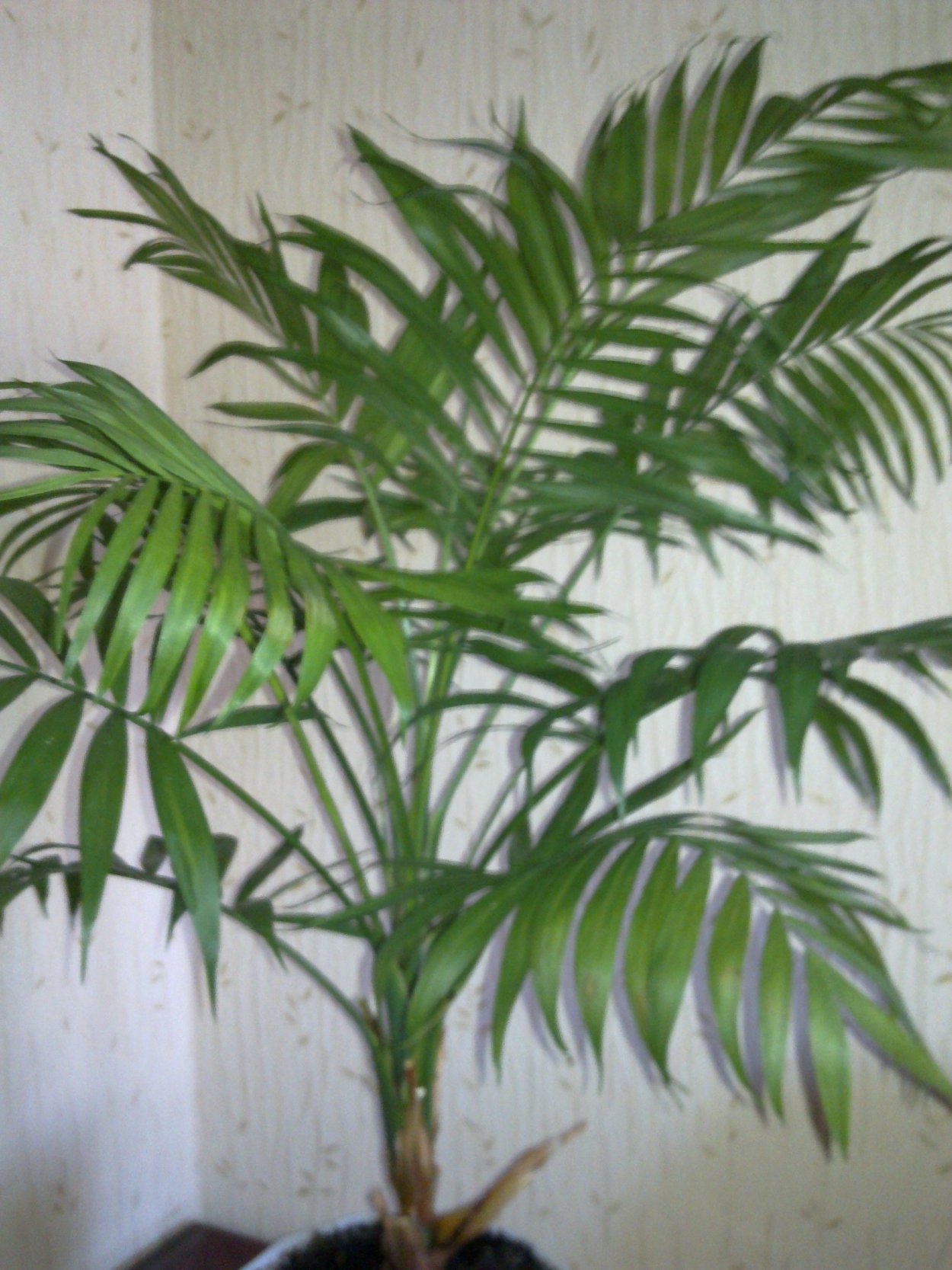 Папоротник хамедорея