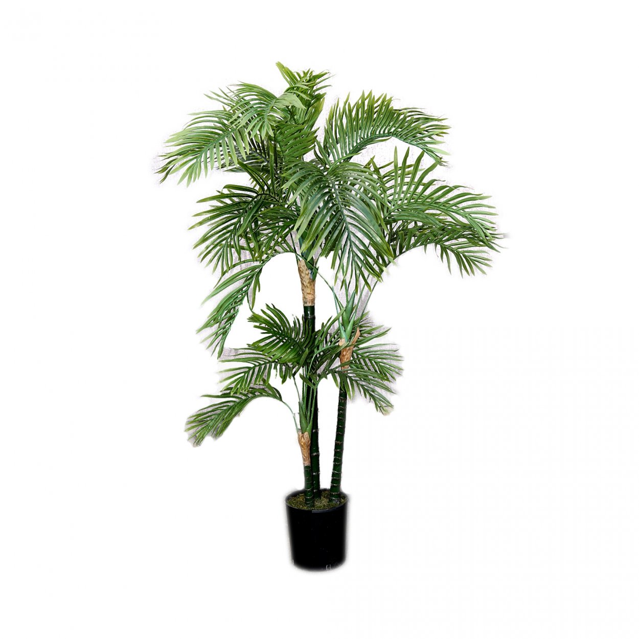 Финиковая Пальма цветок