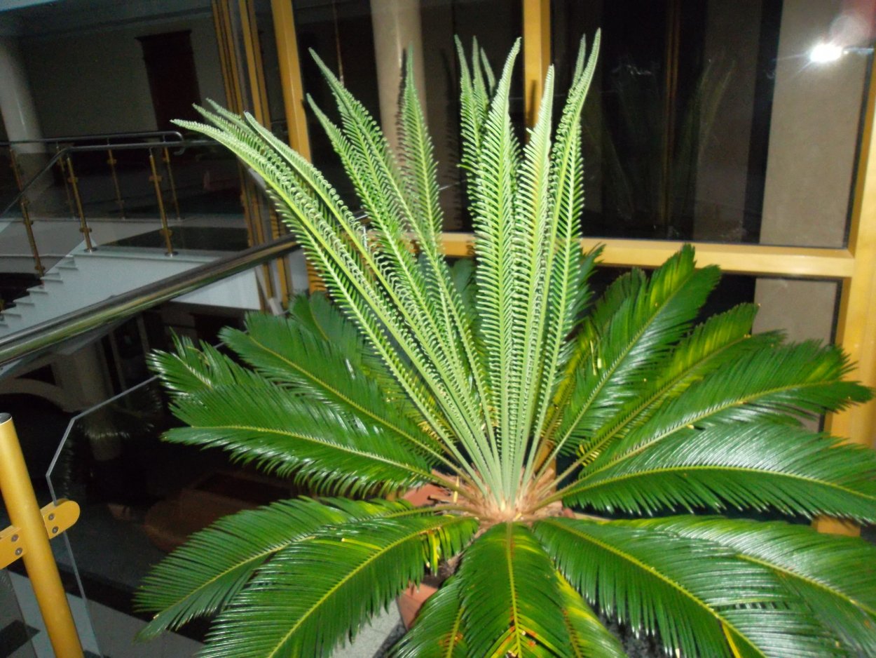 Пальма остролистная