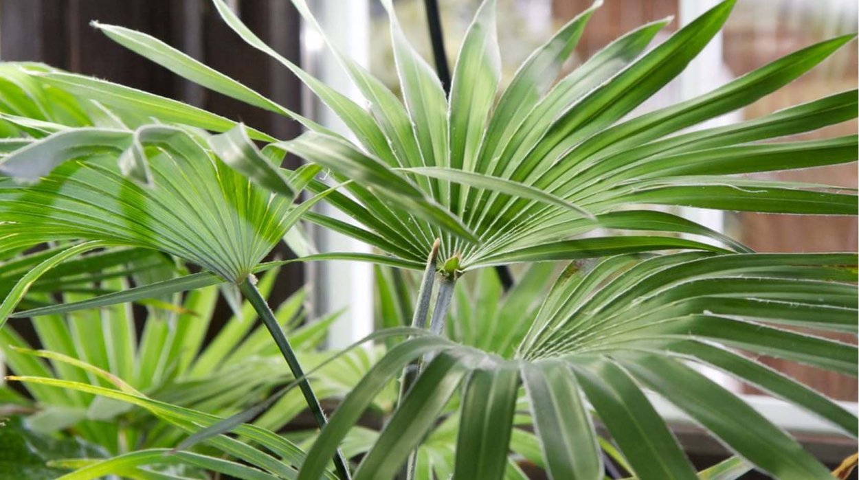 Светолюбивые пальмы