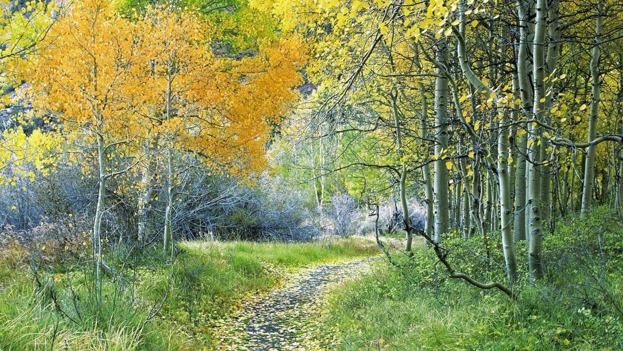 Ранняя осень в лесу