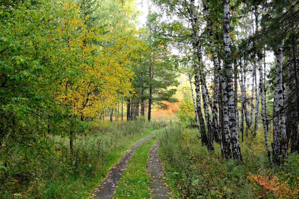 Природа ранняя осень