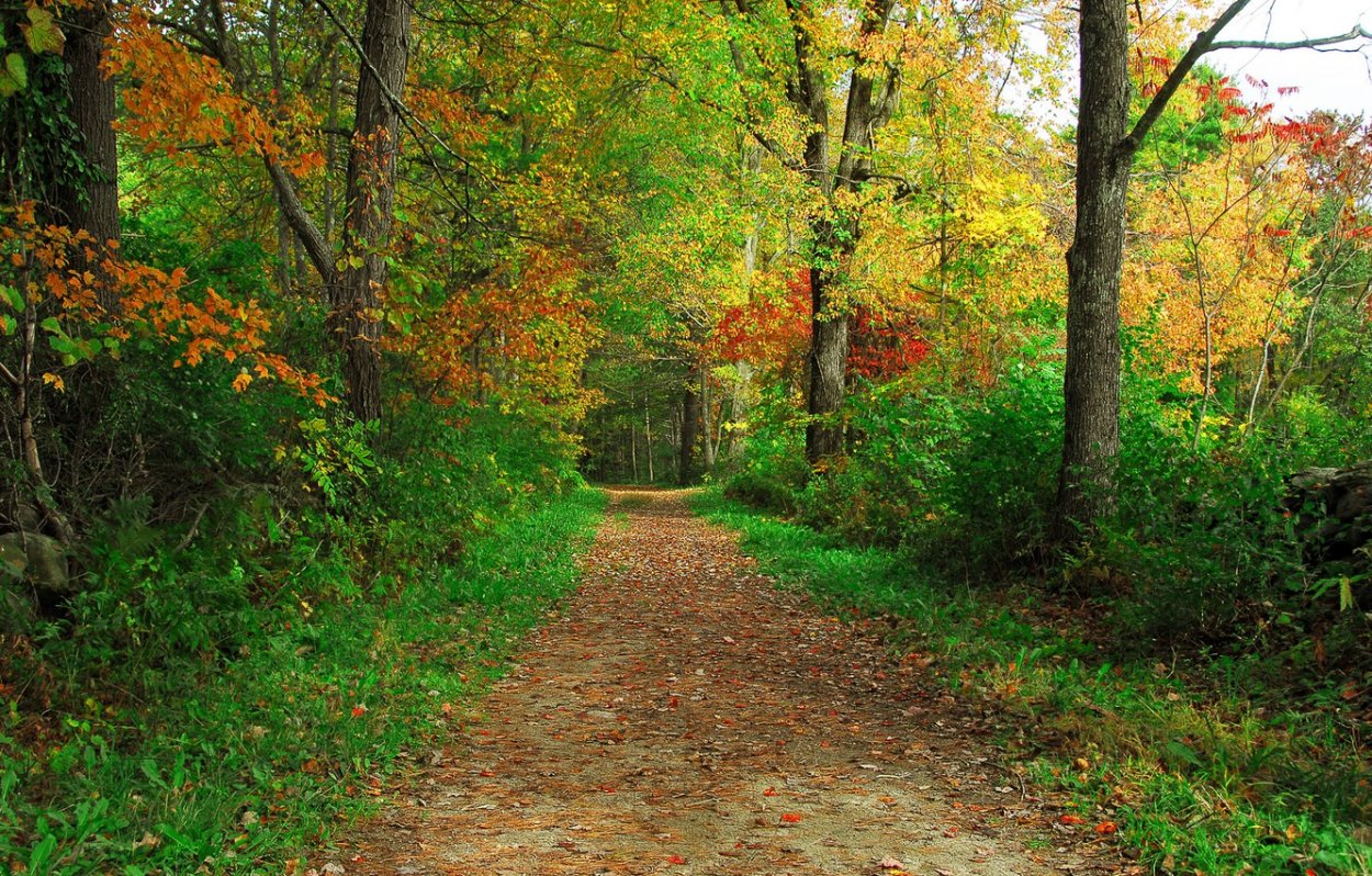 Осенний лес