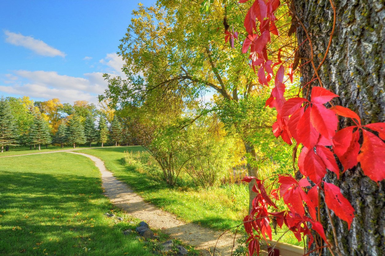 Природа ранняя осень