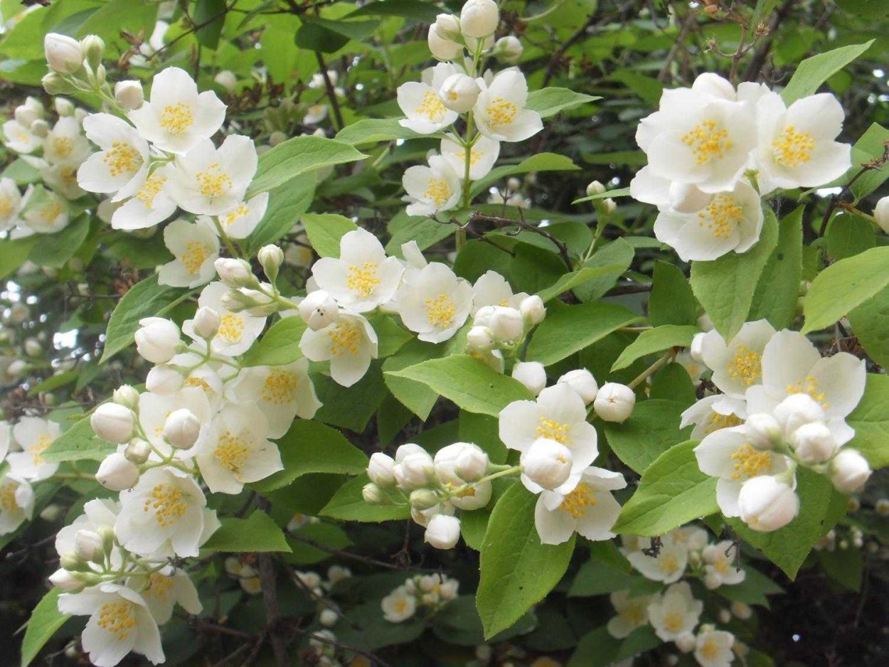 Чубушник Персия