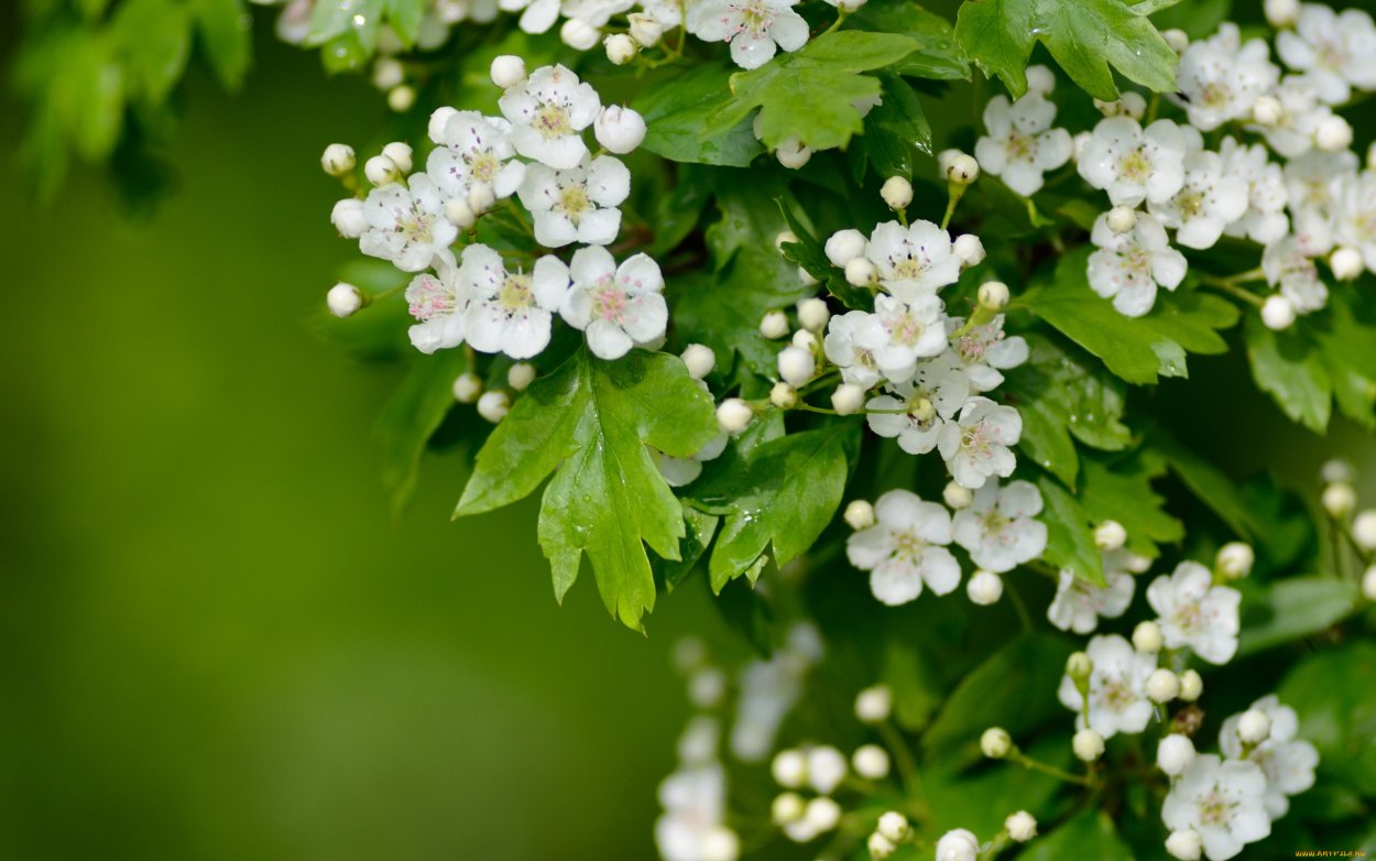 Боярышник обыкновенный цветение