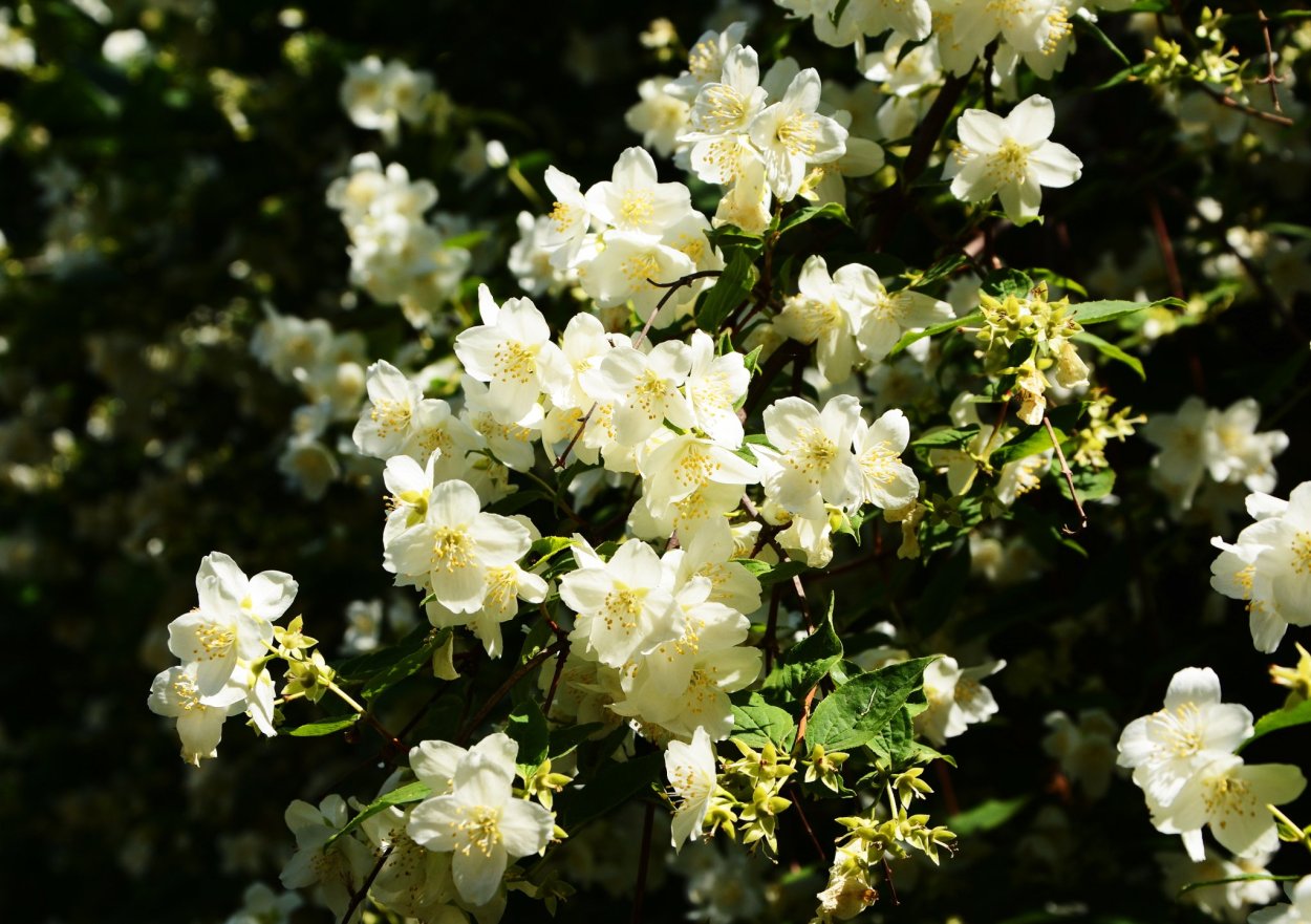 Jasminum кустарник