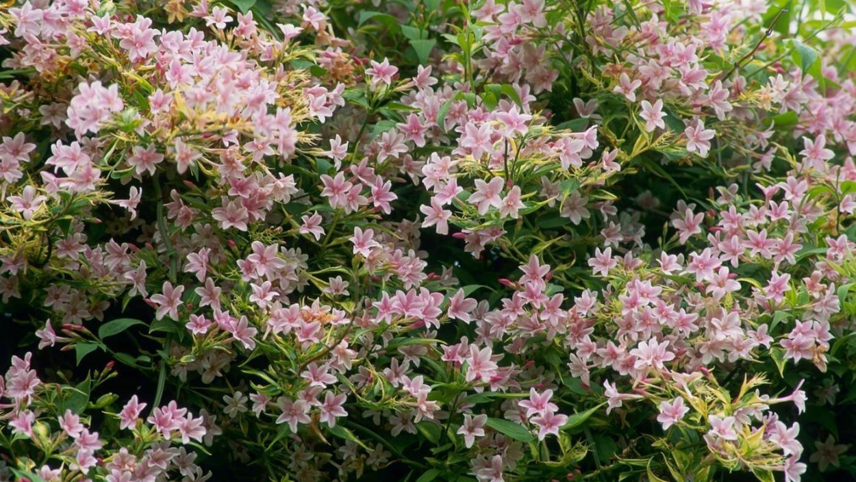 Жасмин куст розовый