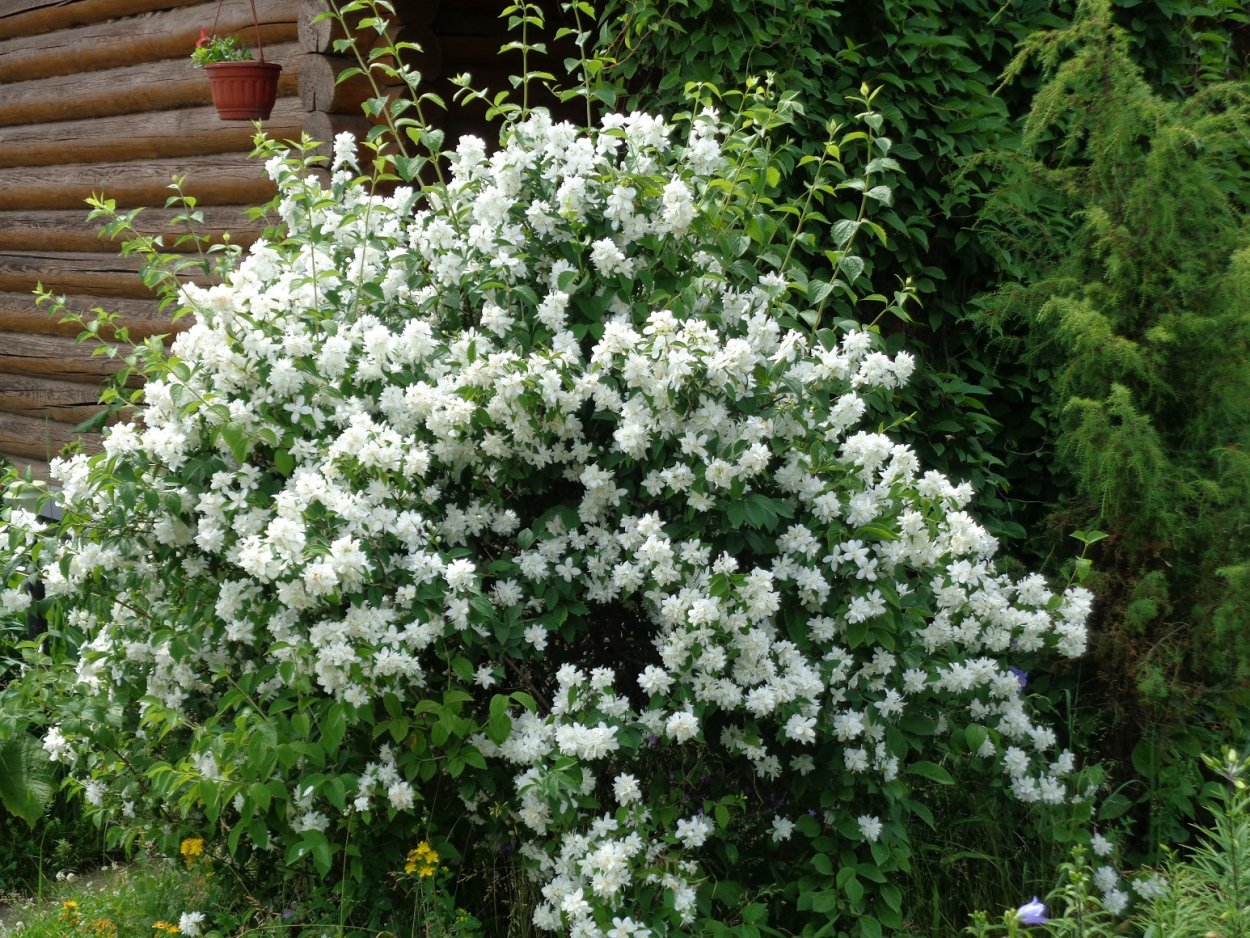 Куст чубушник роза