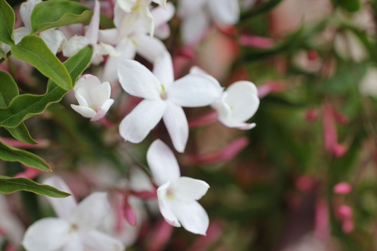 Жасмин розовый