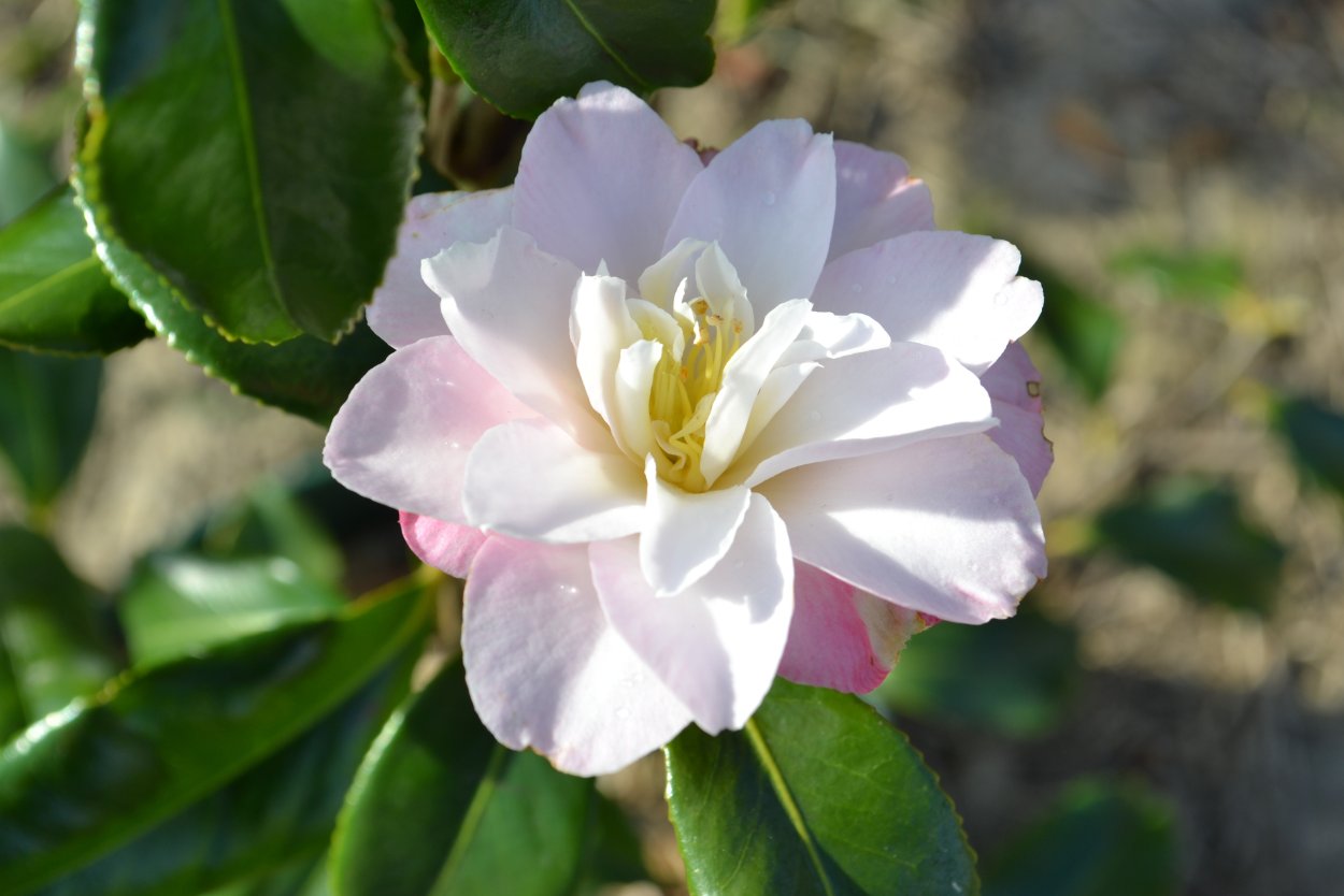 Жасмин бело розовый