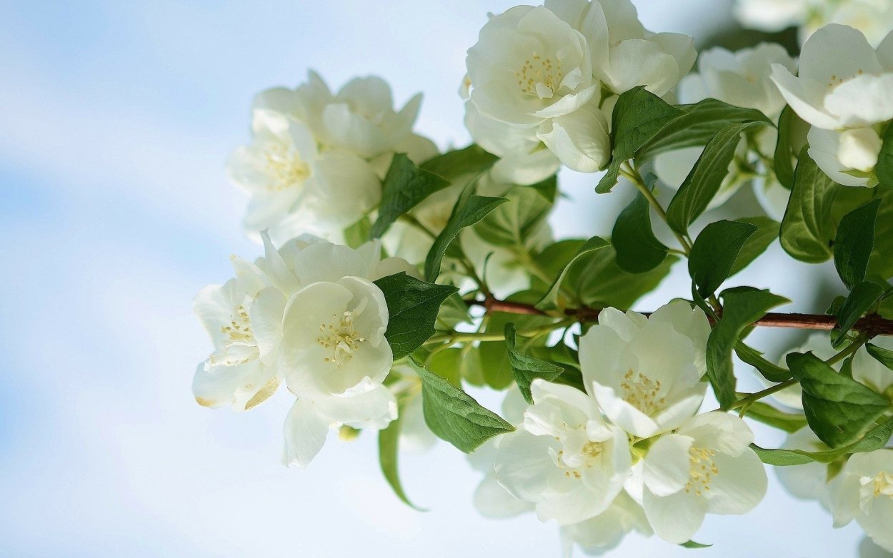 Чубушник Яблоневый цвет