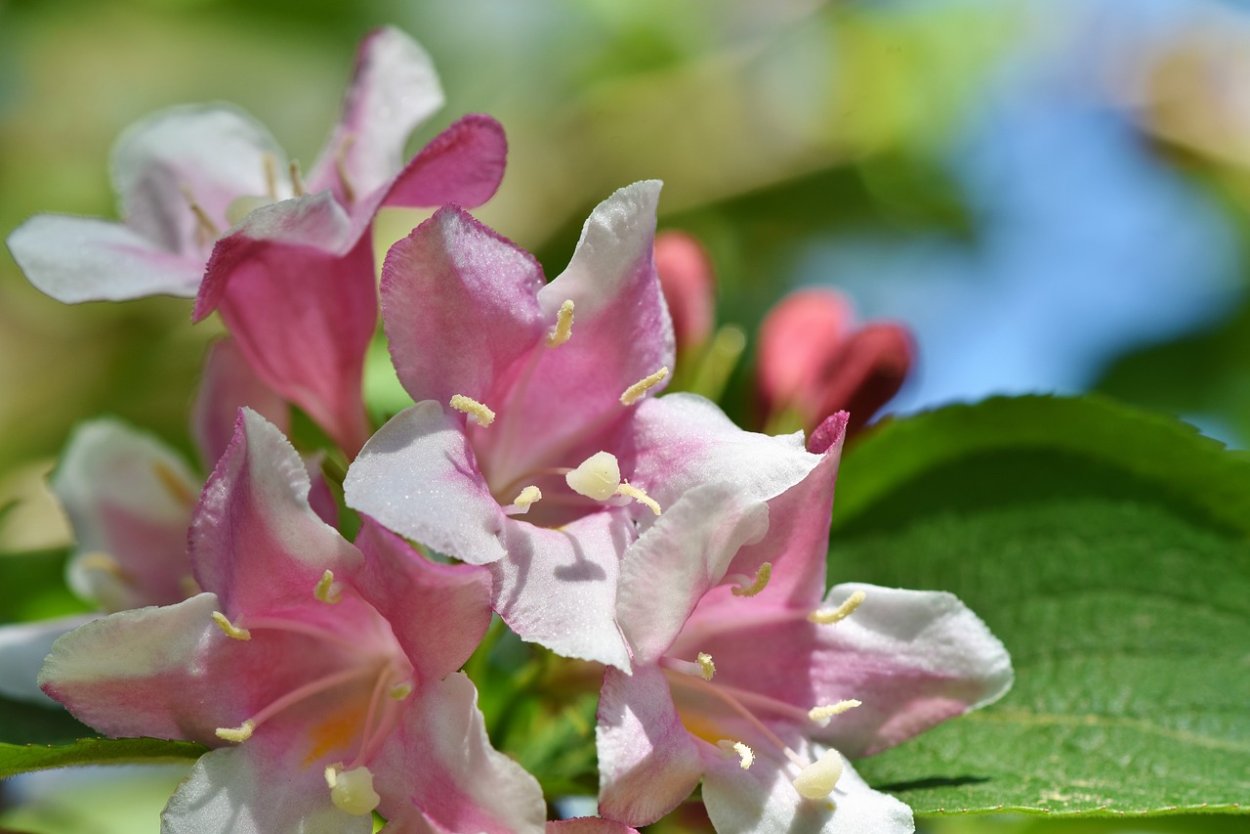 Жасмин розовый