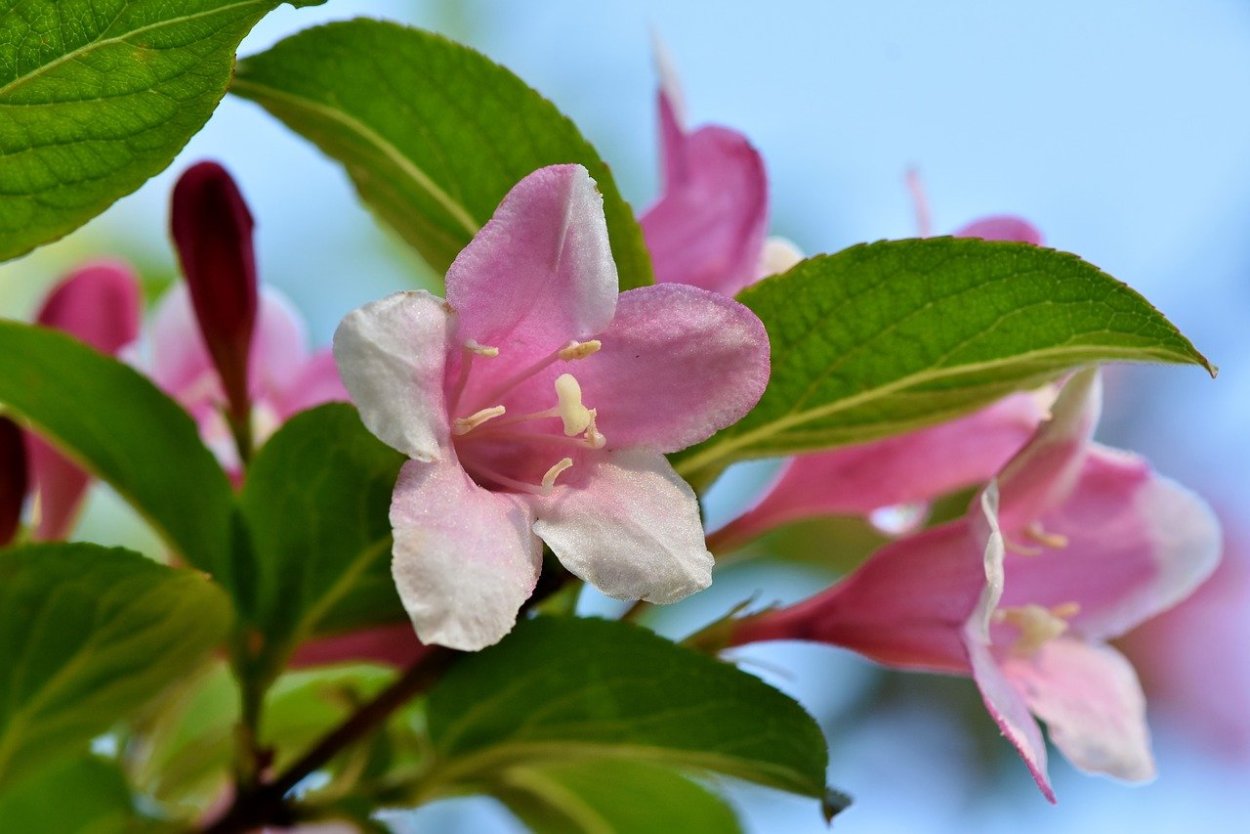 Чубушник розовый