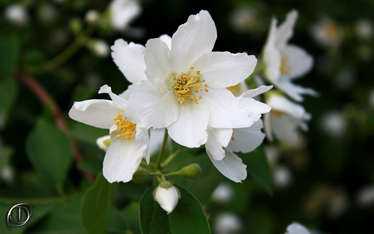 Красный Жасмин цветок