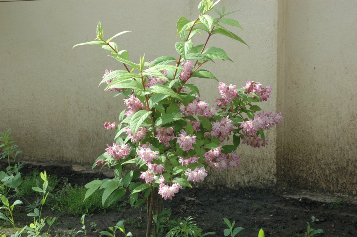 Дейция Перл Роуз