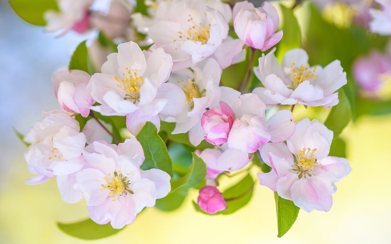 Цветы Яблоневый цвет