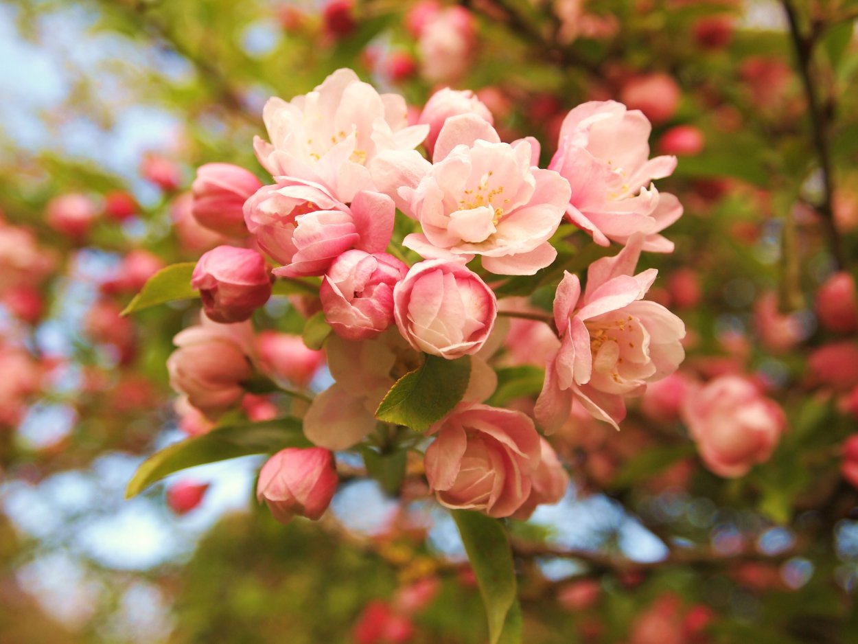 Кустарник с цветами