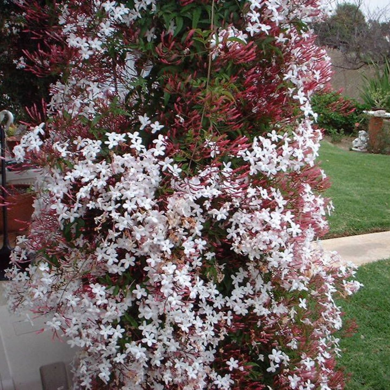 Жасмин розовый