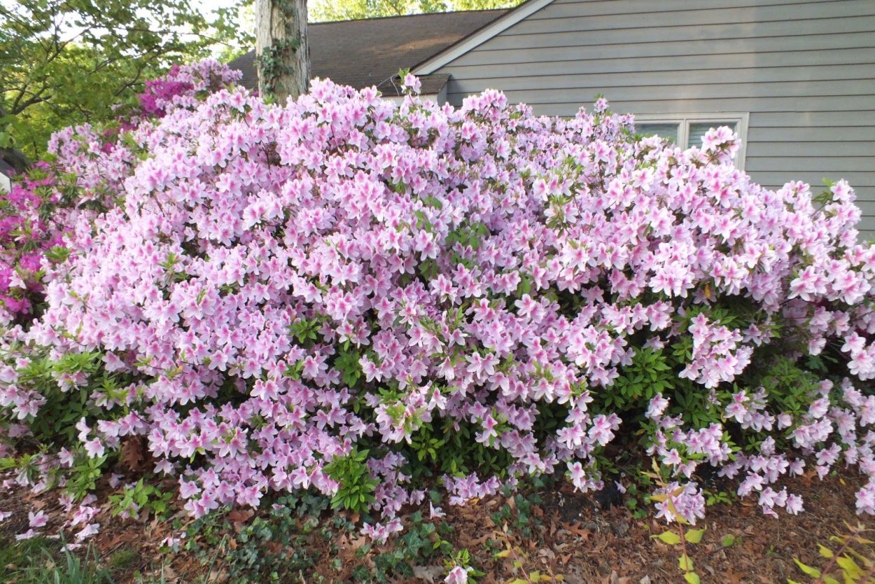 Дейция розовая