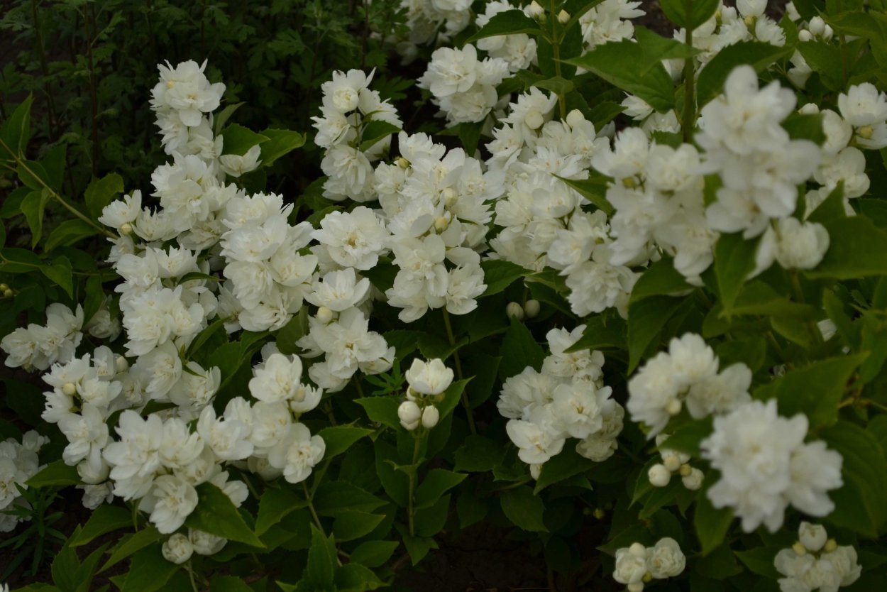 Чубушник Глетчер