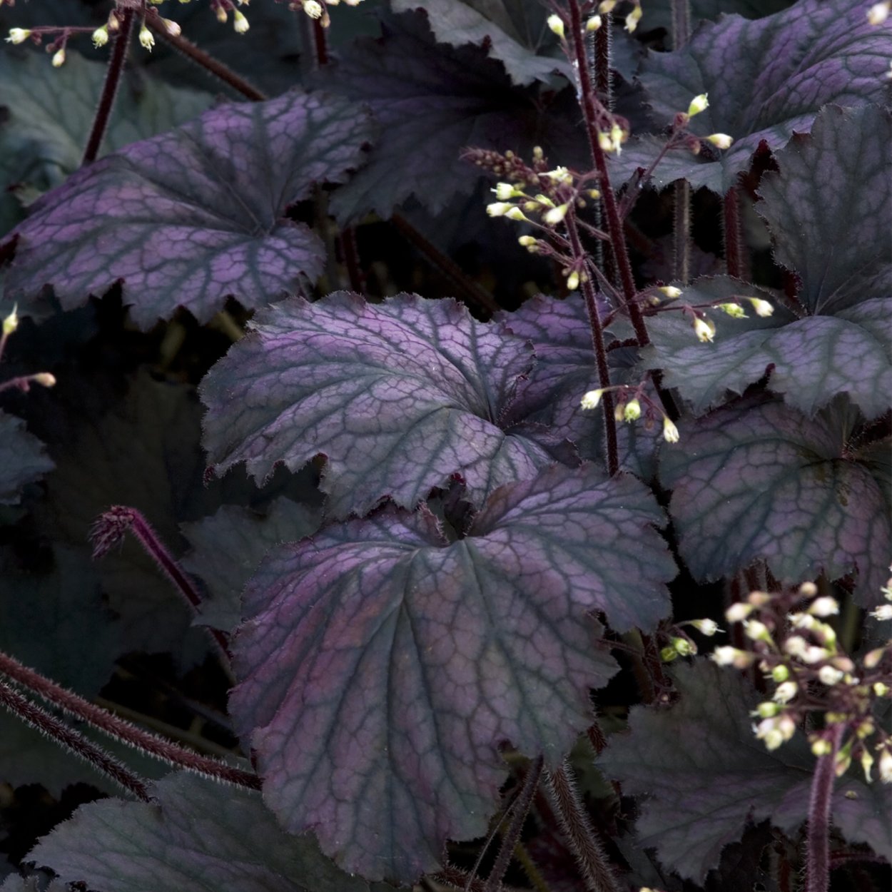 Гейхера Фростед Вайолет