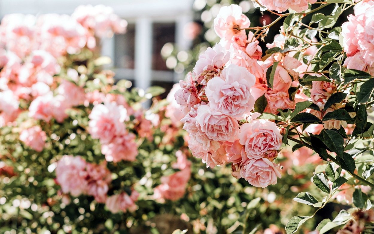 Пионовидные розы куст